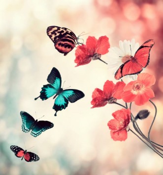 Afbeeldingen van Flowers And Butterflies