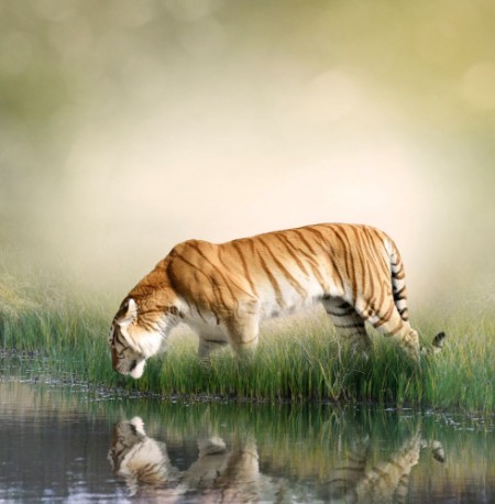 Afbeeldingen van Tiger Near Pond