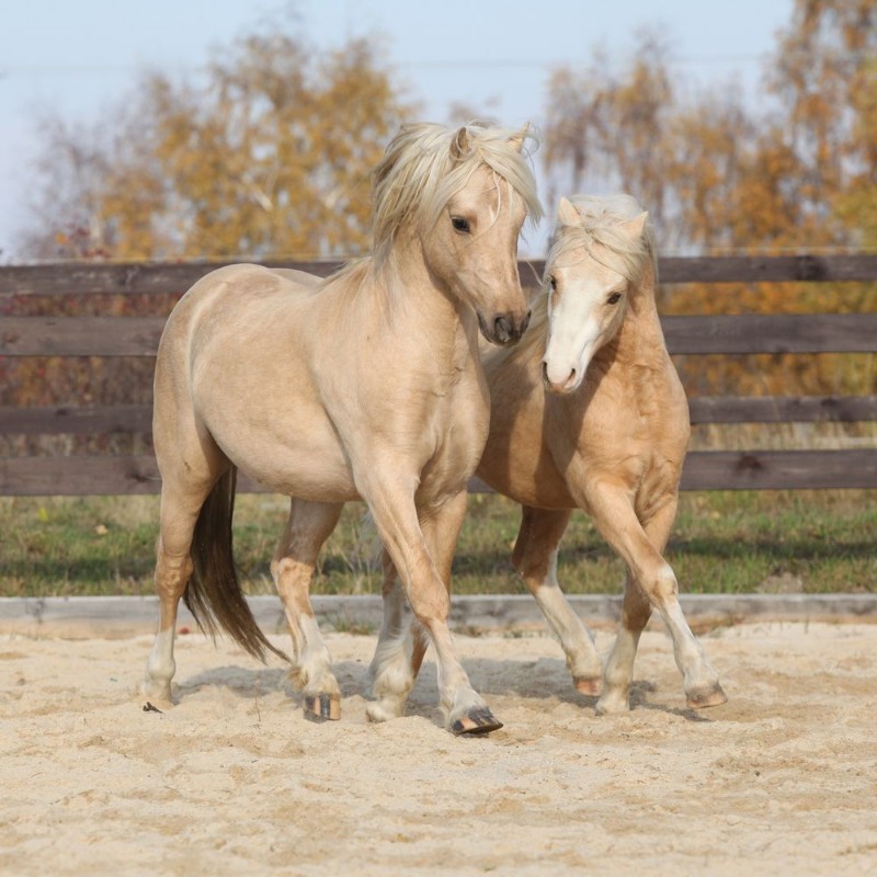 Image de Two amazing stallions playing together