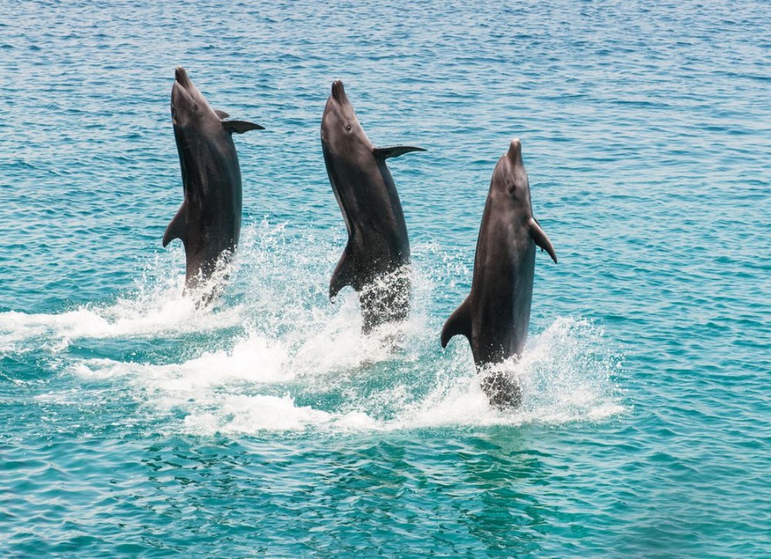 Image de Bottlenose dolphins