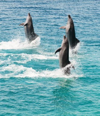 Image de Bottlenose dolphins