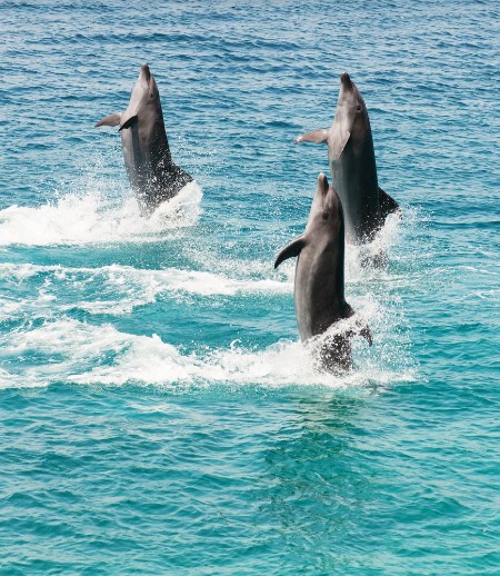 Bottlenose dolphins photowallpaper Scandiwall