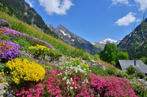 Afbeeldingen van Blumen und Flora im Gebirge