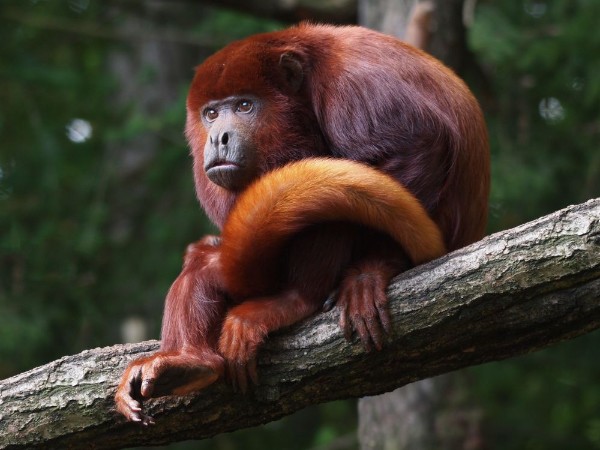 Red howler monkey photowallpaper Scandiwall