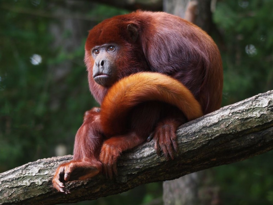 Bild von Red howler monkey