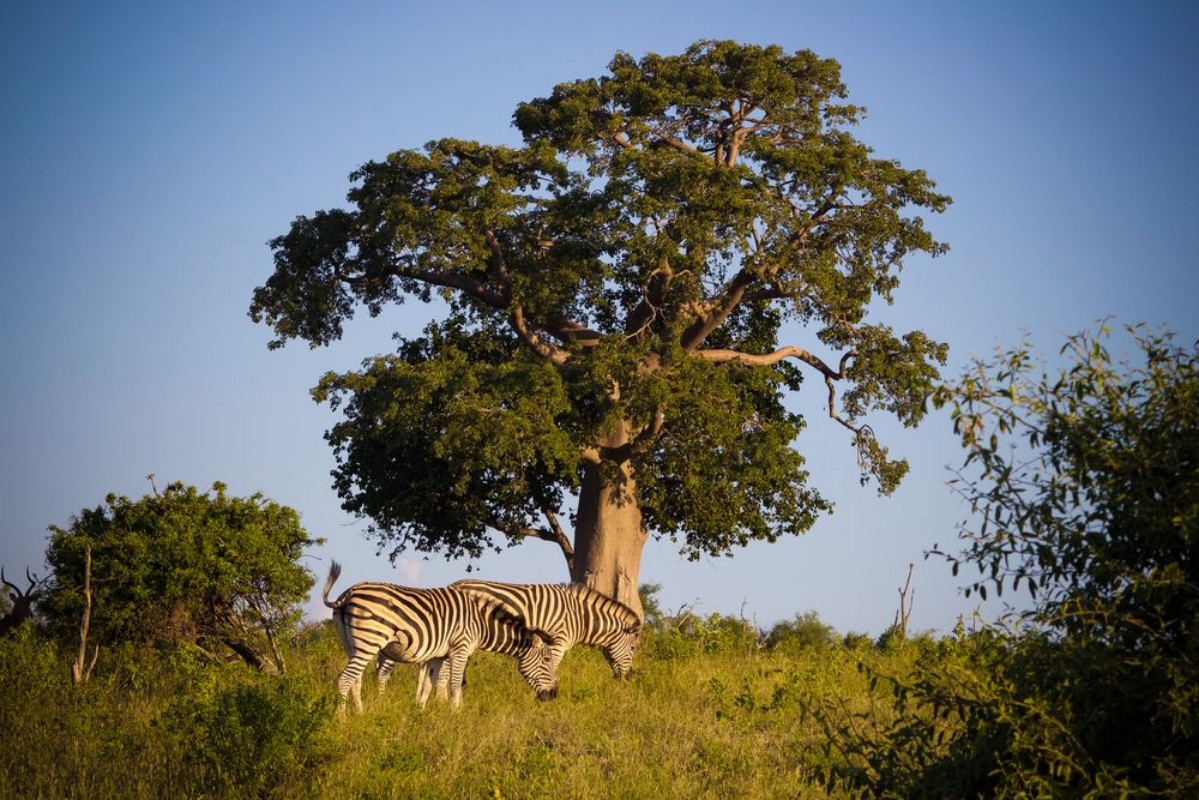 Afbeeldingen van Zebras in Botswana 