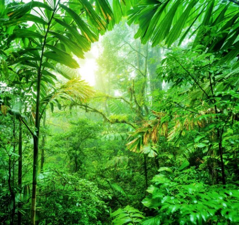 Picture of Fresh green rainforest