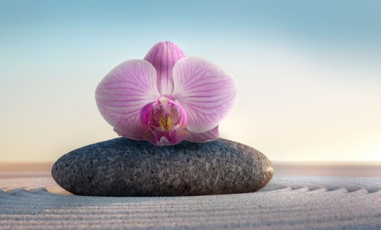 Afbeeldingen van Orchidee auf Stein - Closeup