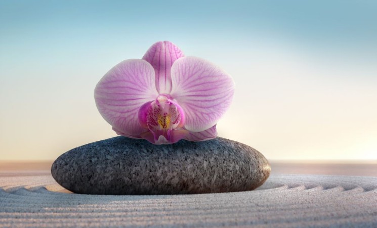 Bild på Orchidee auf Stein - Closeup
