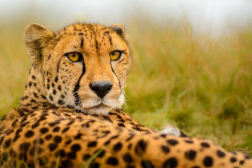 Afbeeldingen van Cheetah Acinonyx jubatus staring at the camera