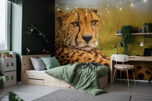 Afbeeldingen van Cheetah Acinonyx jubatus staring at the camera