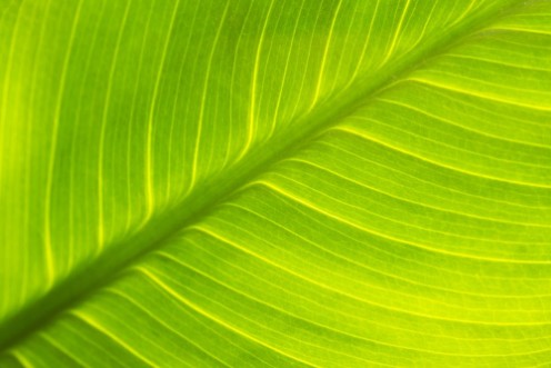 Picture of Leaf texture