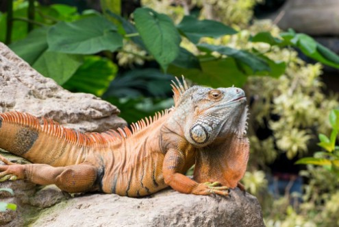 Afbeeldingen van Large iguana