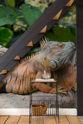 Afbeeldingen van Large iguana