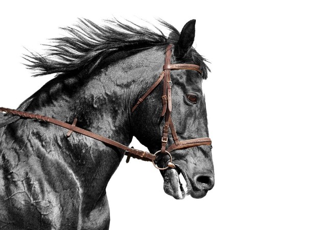 Picture of Horse portrait in black and white in the brown bridle