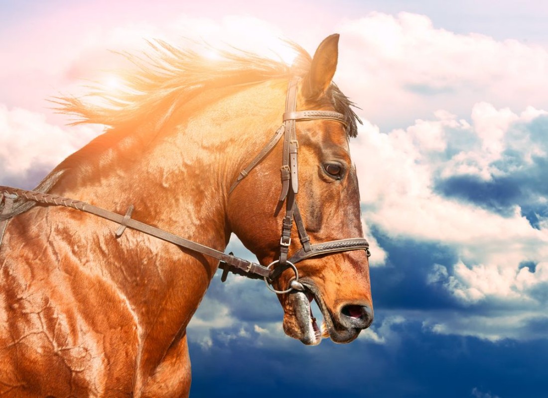 Image de Portrait of bay horse in the background of the cloudy sky