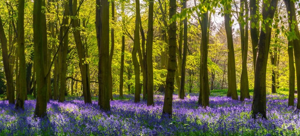 Picture of Sunlight casts shadows across bluebells in a wood