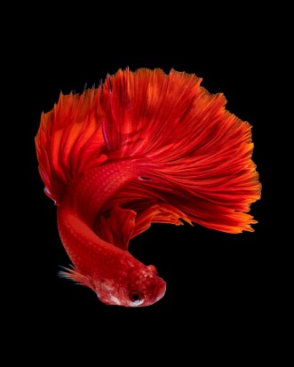 Afbeeldingen van Red siamese fighting fish