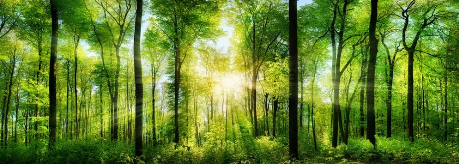 Afbeeldingen van Wald Panorama mit Sonnenstrahlen