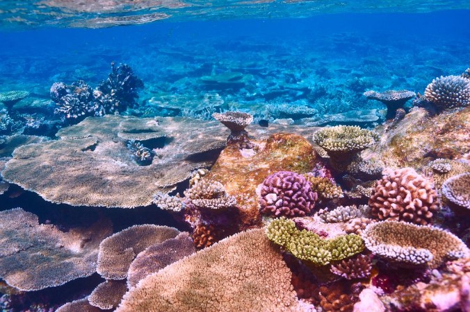 Afbeeldingen van Coral reef at Maldives