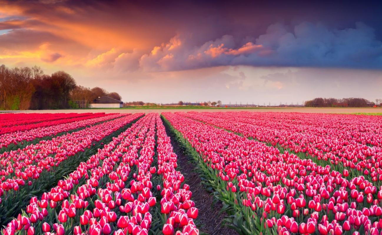 Image de Colorful spring sunrise on the tulip farm near the Creil town