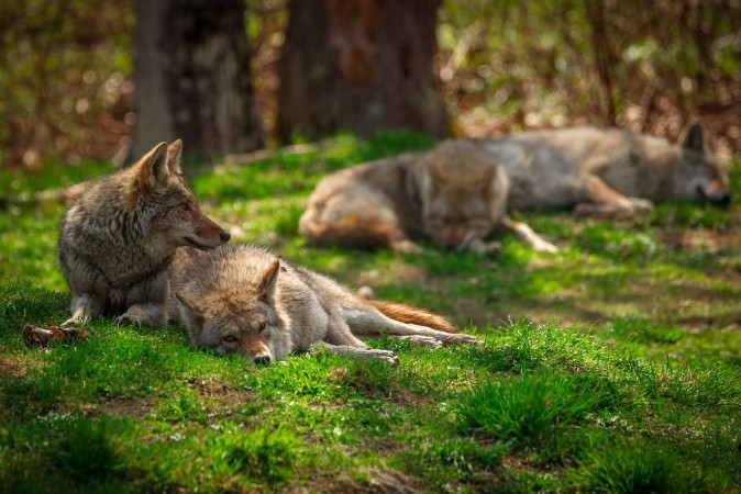 Picture of Pack of Coyotes Sleeping and Resting in Forest