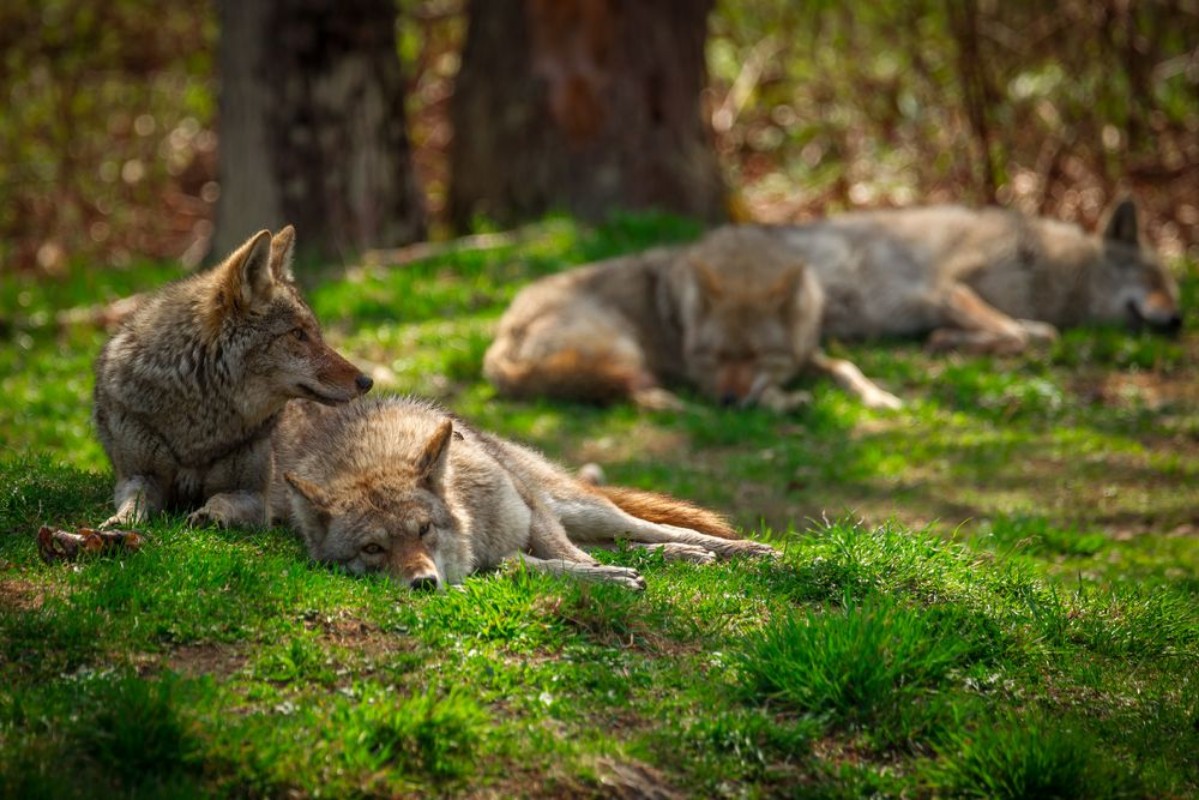 Afbeeldingen van Pack of Coyotes Sleeping and Resting in Forest