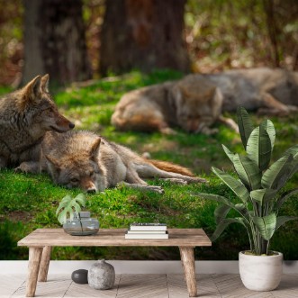 Afbeeldingen van Pack of Coyotes Sleeping and Resting in Forest