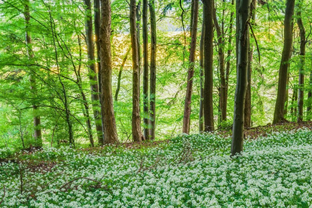 Bild på Spring in the Woods