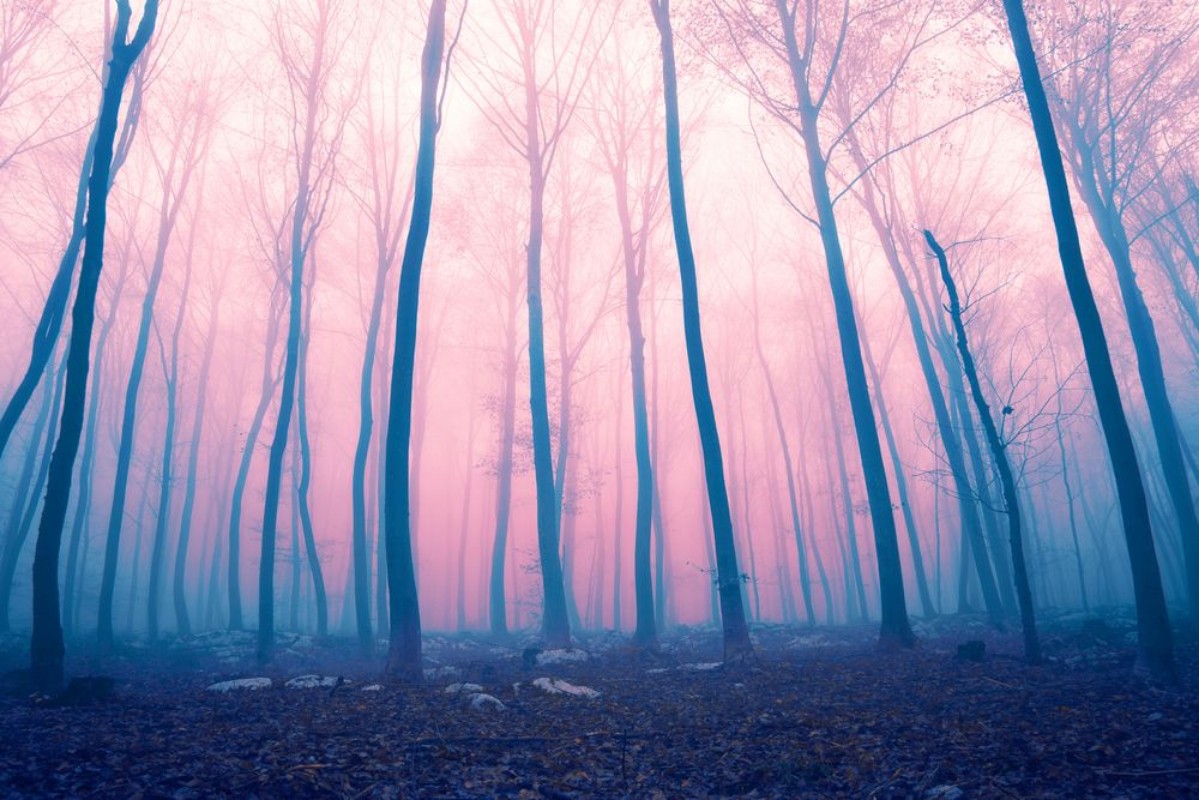 Afbeeldingen van Fantasy color foggy fairytale forest