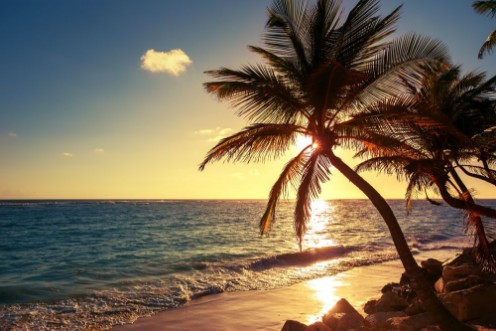 Palm tree on the tropical beach photowallpaper Scandiwall