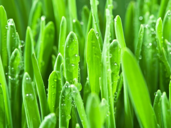 Afbeeldingen van Fresh green grass covered with dewdrops