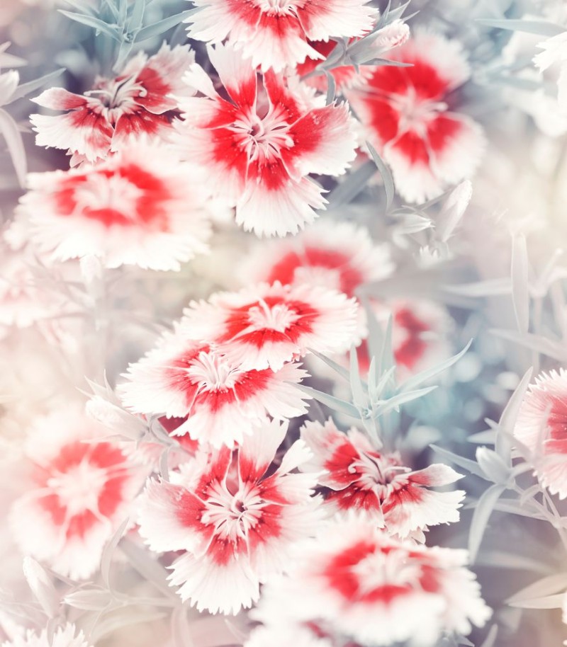 Picture of Carnation Flowers Background