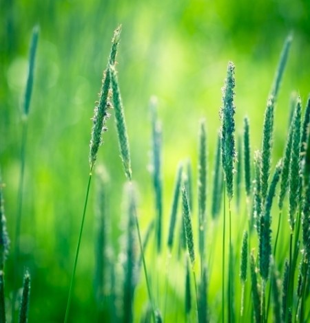 Picture of Beautiful high grass 