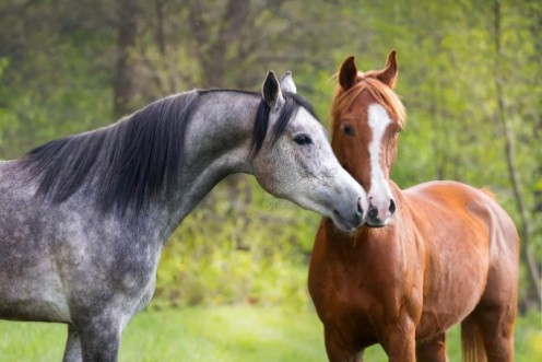 Bild på Beautiful red and grey colour arabian horse couple in love