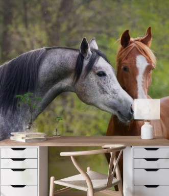 Afbeeldingen van Beautiful red and grey colour arabian horse couple in love
