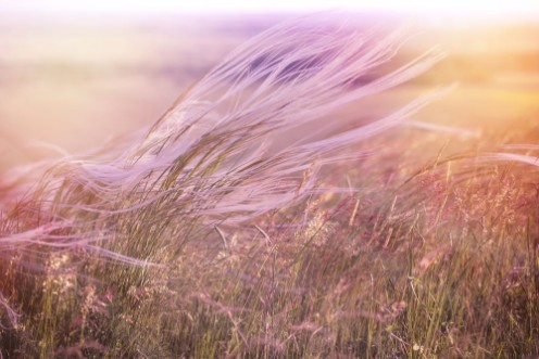 Bild på Fluffy grass - softness high grass