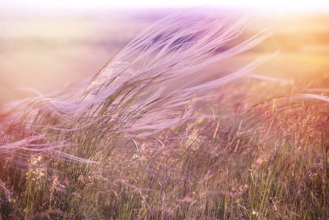 Bild på Fluffy grass - softness high grass