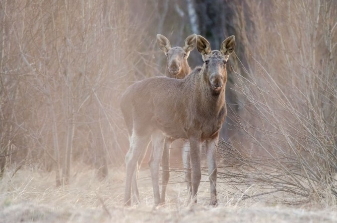 Picture of Two elks Watching