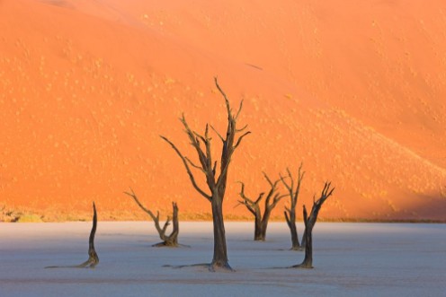 Image de Dead Vlei in der Namib