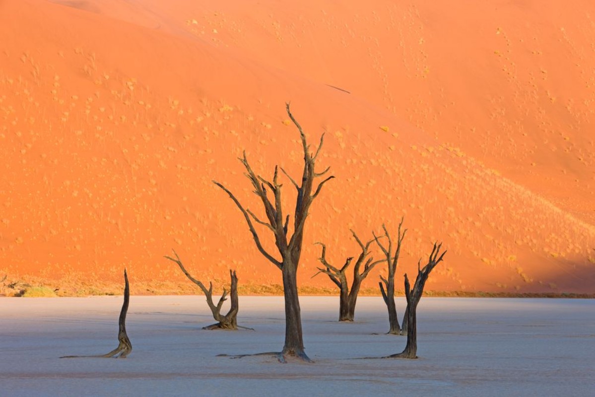 Afbeeldingen van Dead Vlei in der Namib
