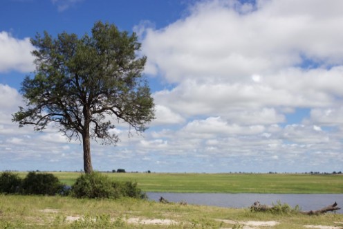 Bild på Botswana Landscape