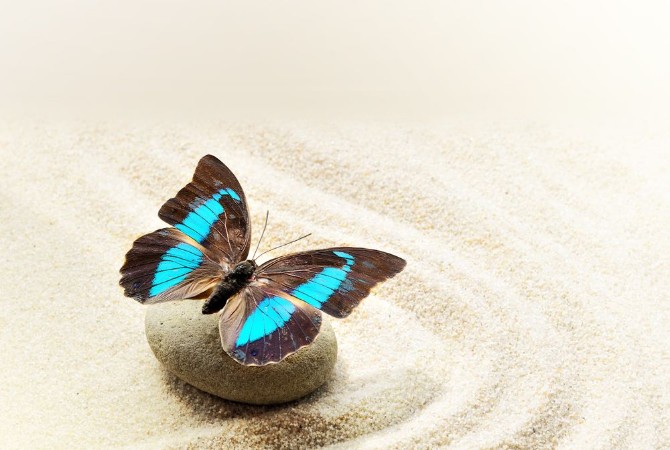Afbeeldingen van Butterfly Prepona Laerte on the sand