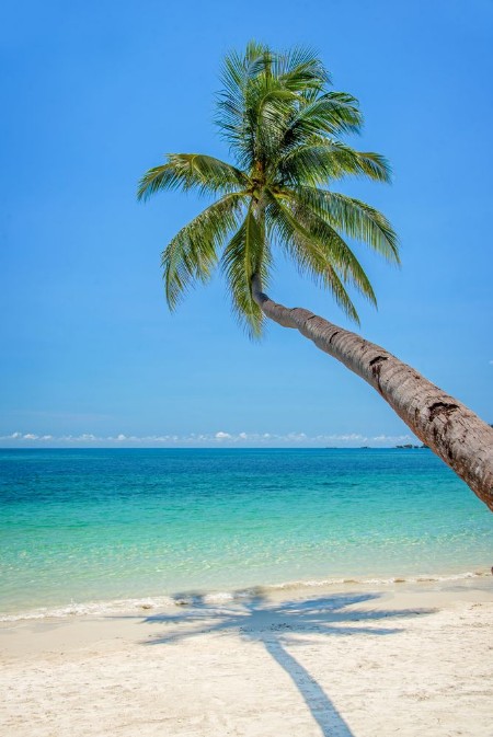 Afbeeldingen van Leaning palm tree over a beach with turquoise sea