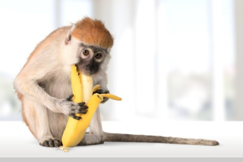 Picture of Monkey Banana Primate