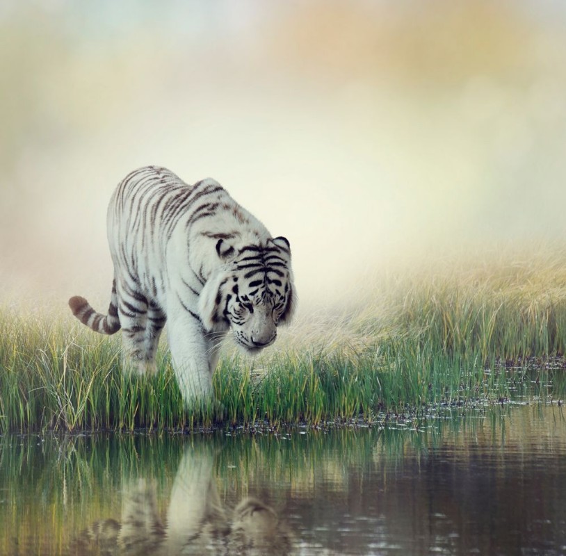Afbeeldingen van White Tiger