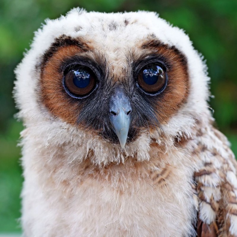 Afbeeldingen van Ural owl or strix uralensis bird