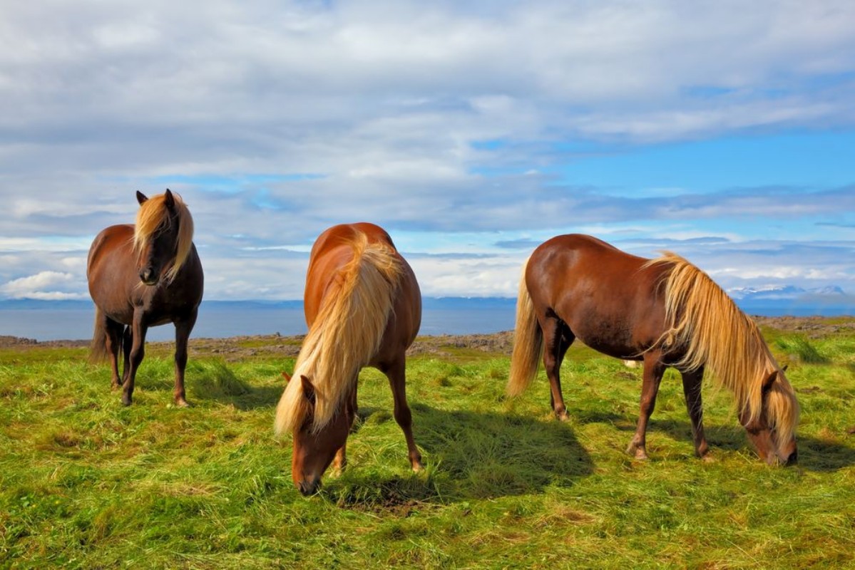 Afbeeldingen van Charming horses
