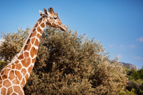 Bild på African Giraffe