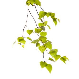 Picture of Birch branch